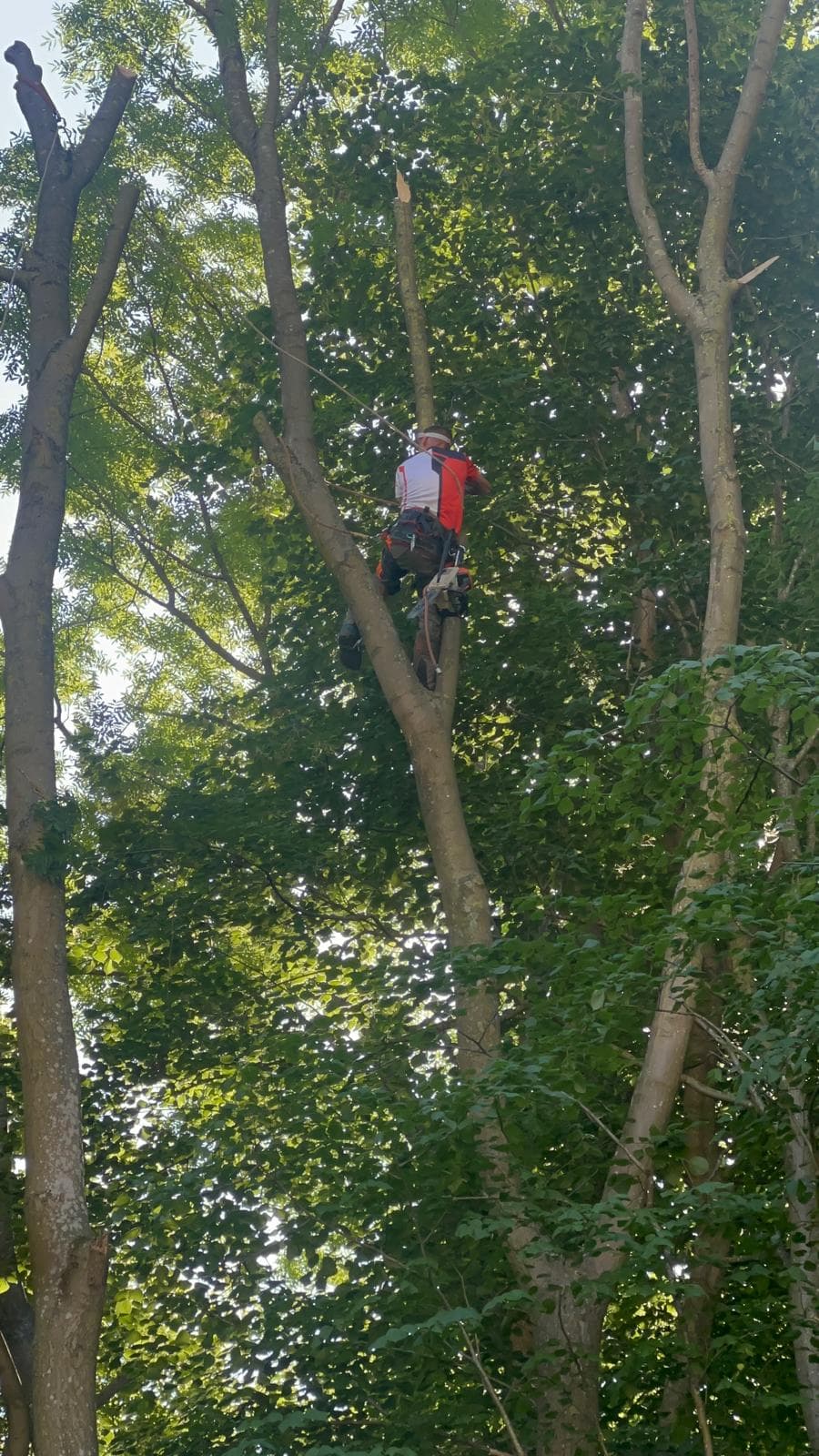 Création paysagère